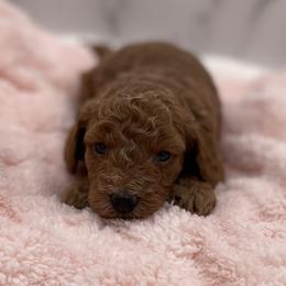 Maple - Red  female Goldendoodle puppy in Kansas City, Kansas from Bella & Ivy’s Mini Goldendoodles of KC