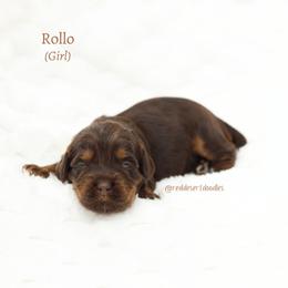 Rollo - Chocolate female Australian Labradoodle puppy in Hurricane, Utah from Red Desert Doodles