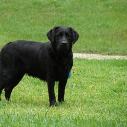 Labrador Retriever All Grown Up from Mill Stream Labradors