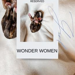 Wonder women - Blue merle female Bernedoodle puppy in Jackson, Missouri from Pincksten Family Doodles