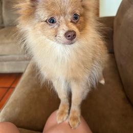Bubbles (Sweet Girl) - Chocolate merle female Pomeranian puppy in Hughes Springs, Texas from Hughes Springs Tx Poms