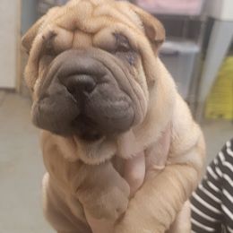 Red collar girl - Fawn female Chinese Shar-Pei puppy in Wellington, Ohio from Shine Shar-Pei