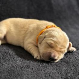 Orange Boy - Light golden male Golden Retriever puppy in Scio, Oregon from Stackhouse Family Farm