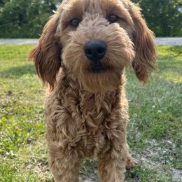 Honey - Goldendoodle