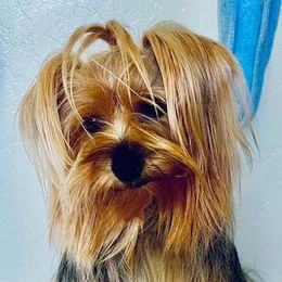 Koala - Yorkshire Terrier