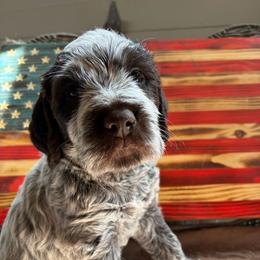 Otis-(Wolverine) - Brown and gray male Wirehaired Pointing Griffon puppy in Grangeville, Idaho from Happy Hollow Griffons