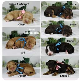 Axl - Caramel male Australian Labradoodle puppy in Elk Grove, California from Sacto Labradoodles