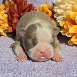 Blue fawn boy - Blue male Boston Terrier puppy in Corsicana, Texas from JT Bostons