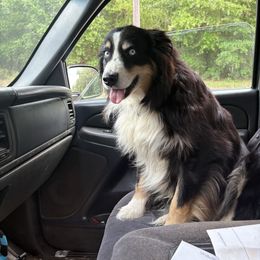 Cletus - Australian Shepherd