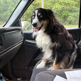Cletus - Australian Shepherd