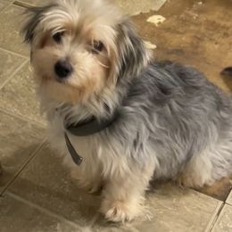Tiki - Morkie