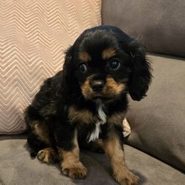 Kyle - Black and tan male Cavalier King Charles Spaniel puppy in Caldwell, Idaho from Terrace Cav's