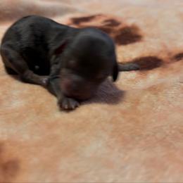 Journey - Merle female Cavapoo puppy in Battle Lake, Minnesota from Panda Puppies