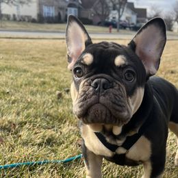 Brother Bear - Tricolors French Bulldog puppy in Crystal Lake, Illinois from Breyer’s French Bulldogs
