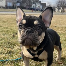Brother Bear - Tricolors French Bulldog puppy in Crystal Lake, Illinois from Breyer’s French Bulldogs