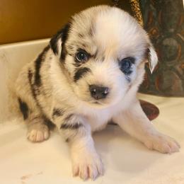 Stormy - Blue merle female Miniature Australian Shepherd puppy in White Plains, Kentucky from Garrett’s Ridge Farm
