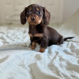 Dachshund Puppies from Southern Paws Dacshunds