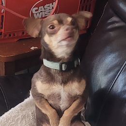 Sonny - Chihuahua