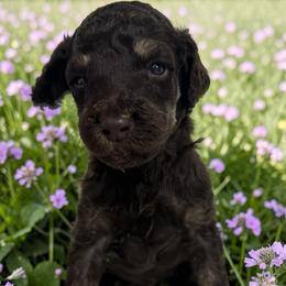 Yoda - Phantom male Poodle puppy in Prosperity, Pennsylvania from Stelladoodles & Company