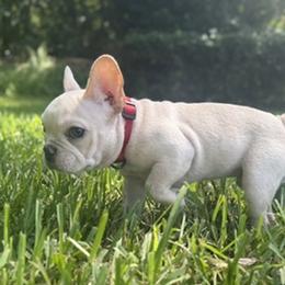 ButterMilk Biscuit - Cream male French Bulldog puppy in Tampa, Florida from Tampa Bay Frenchies LLC