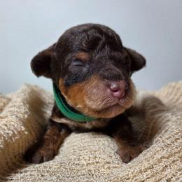 Cappuccino (Chino) - Red phantom male Aussiedoodle puppy in Haleyville, Alabama from The Cuddly Dood Ranch