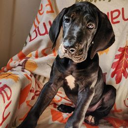 Crispy - Black male Great Dane puppy in Bay Shore, New York from Gentle Giant Companions