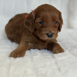 Iris (15 lbs full grown) - Red  female Goldendoodle puppy in Phelan, California from High Desert Doodles - the original