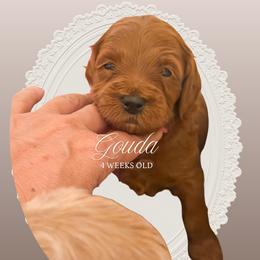 Gouda - Apricot male Goldendoodle puppy in Garden Grove, California from Sunkissed Doodles
