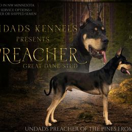 Great Danes from UNDAD'S KENNELS
