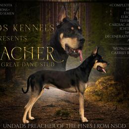 Great Danes from UNDAD'S KENNELS