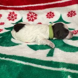 Green girl - Parti female Miniature Schnauzer puppy in Oneonta, Alabama from Murphree Valley Kennels