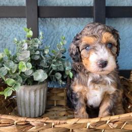 Chum - Blue merle male Aussiedoodle puppy in Saint Cloud, Florida from Jagged Oaks Farm