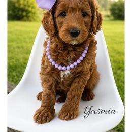 Yasmin - Red  female Goldendoodle puppy in State Road, North Carolina from Must Love Doodles