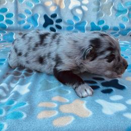 Boy 3 - Blue merle male Australian Shepherd puppy in Oklahoma from DRB Dachshunds