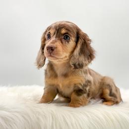 Paisley - Dapple female Dachshund puppy in Litchfield, Illinois from Charmm Dachshunds