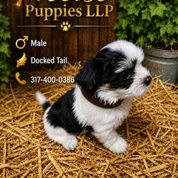 Brown Collar - White male Morkie puppy in Avon, Indiana from Precise Puppies LLP