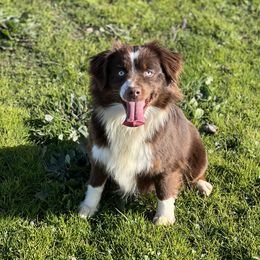 Georgia - Toy Australian Shepherd