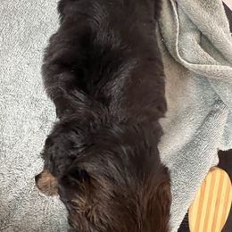 Shroomy - Red male Shih Tzu puppy in Pottstown, Pennsylvania from DHDoggs Shih Tzu