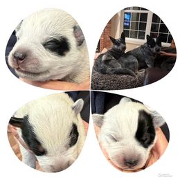 Australian Cattle Dog puppies from Mountain Blue Heelers