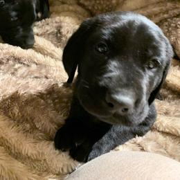 Male 4 - Blue & White - Black Labrador Retriever puppy in Jonesboro, Arkansas from The Retriever Midwife Labrador Retrievers