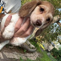 Jenny - Piebald female Dachshund puppy in Alice, Texas from Crimson’s longhair Dachshunds