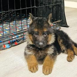 Enzo - Black and red male German Shepherd puppy in Youngsville, North Carolina from Di casa Esperanza