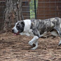 Central Asian Shepherd Dog All Grown Up from Alabaivalley