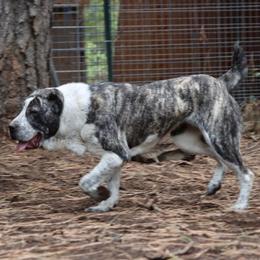 Central Asian Shepherd Dog All Grown Up from Alabaivalley
