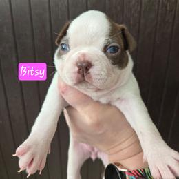 Bitsy - Red female Boston Terrier puppy in Omaha, Illinois from Puppi Guppies
