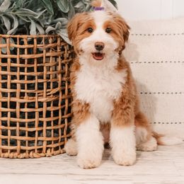 Stori - Bernedoodle