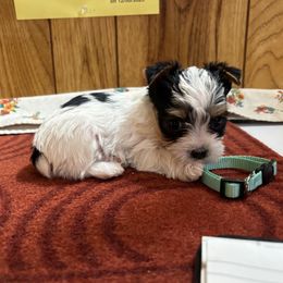 Boy 2 Mr. Jack - Parti male Yorkshire Terrier puppy in Bear Creek, North Carolina from Yorkie Time