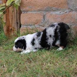 Skye - female Miniature Australian Shepherd puppy in Sonoita, Arizona from Gardner Canyon Kennels