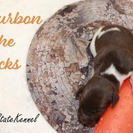 Bourbon on the Rocks - Brown and white male Kleine Munsterlander puppy in New Lenox, Illinois from Prairie State Kennel