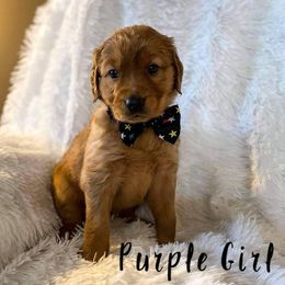 Golden Retriever Puppies from PDA Goldens